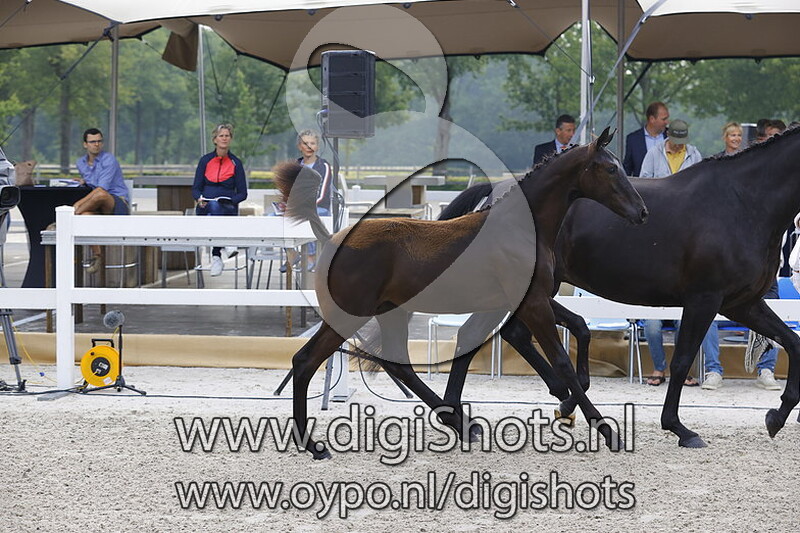 074 Rolex Daria v. Furst Zonik PS