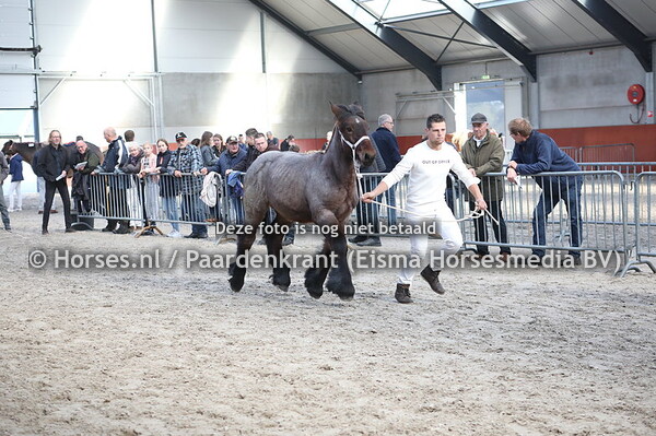 17 Dani van Hooidonk (Domien van Luchteren x Britt van Hooidonk)