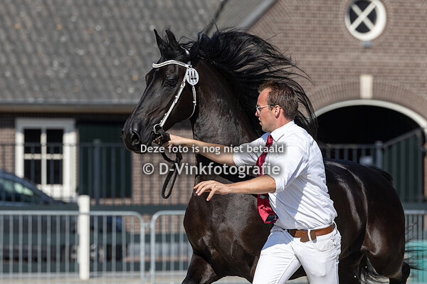 9. Premiekeuring van 7 jr e.o. stermerries