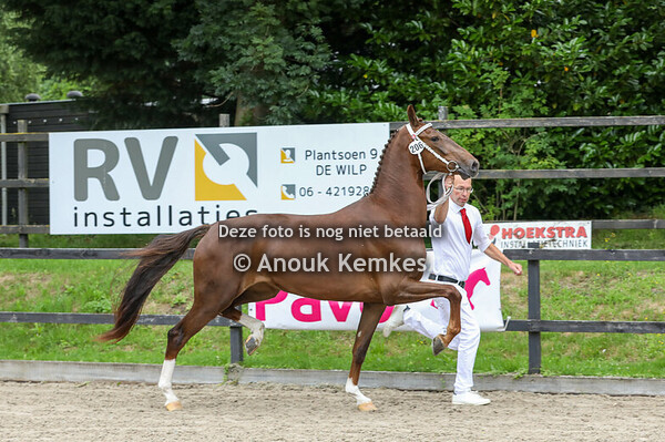 Sidona ( Macho x Cizandro )