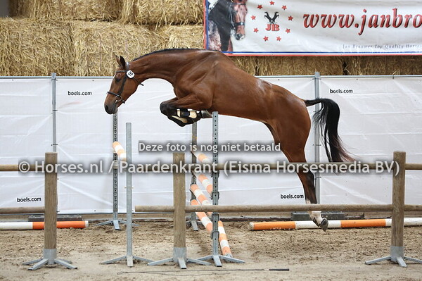 16 Shakira BMH (Inaico VDL x Miracle v. Dakar VDL)