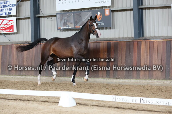 10 Saraja (Kjento x Dalaja v. Van Gogh)