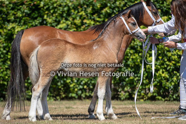 Regionale Keuring Putten