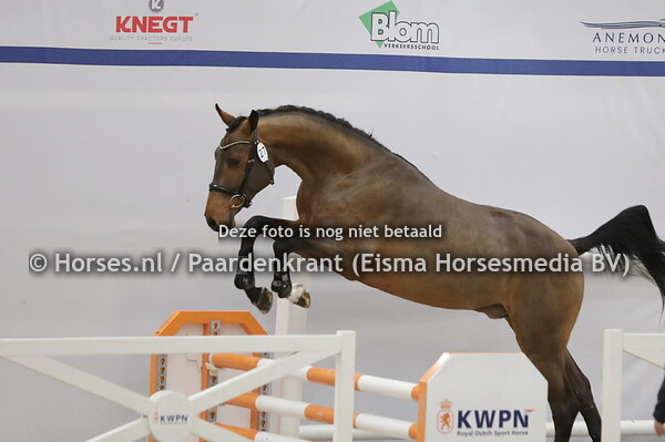 27 Chacasall VDH (Chacco Blue x Arika v. Cormint)