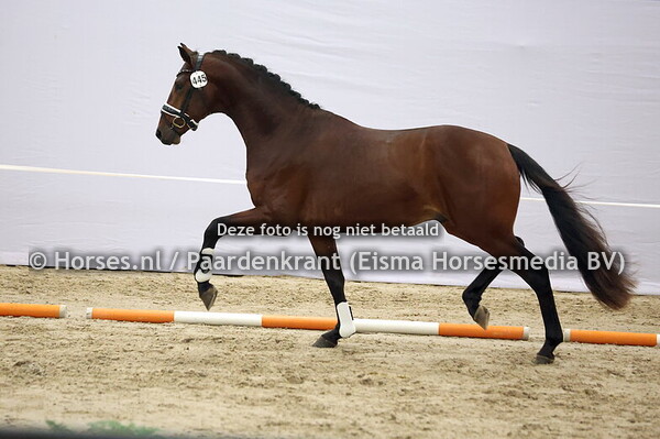 445 (McLaren x Valdez)