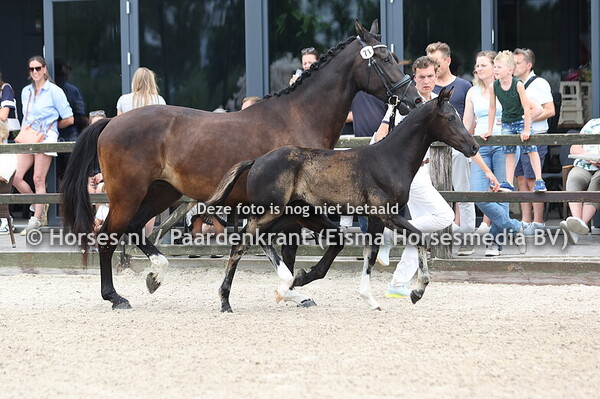 71 Viva la Noche (Sarai L x Ronea v. Desperado) (1)