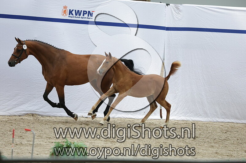 Vareine VDL v. Boston VDL