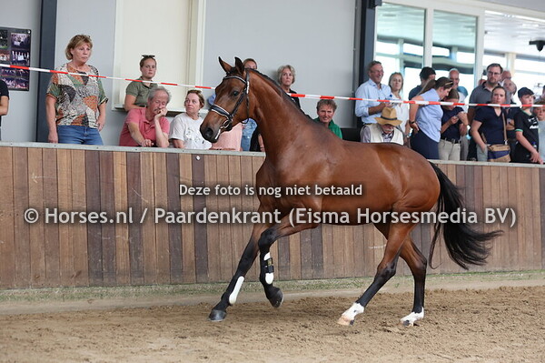 19 Sozette (Mc Laren x Dozette v. Blue Hors Zack)