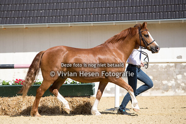 Regionalschau Rheinland Düren