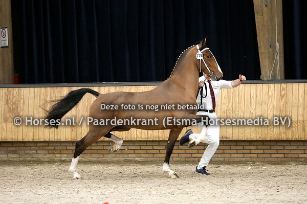 08-01-22 KWPN TP HK jonge hengsten