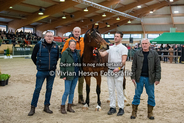 Stamboekhengsten Sectie D