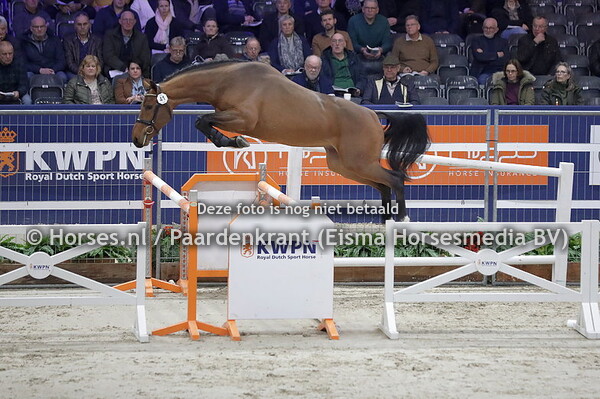 41 Picasso R.A.G. (Cornet Obolensky x Eldora EH Z v. Emerald v't R)