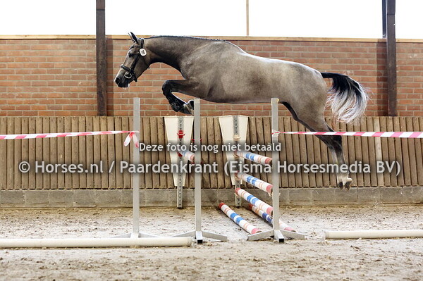 16 Silverbue (Zirocco Blue x Madonna v.  Apardi)