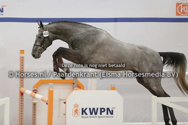 805 Heathcliff White (Hickstead White  x Carma Rouge)