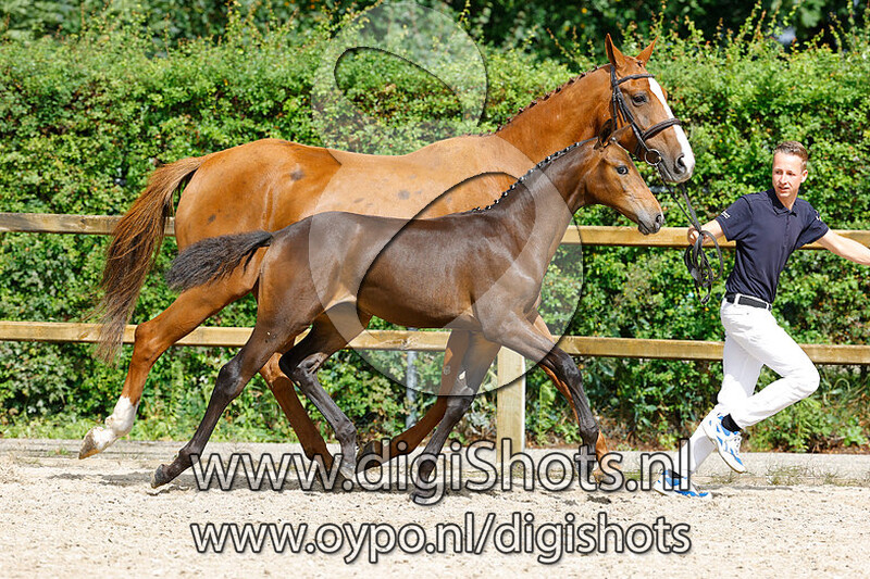 Roosje van de Hoef v. Glamourdale