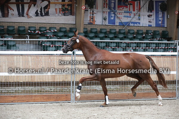 303 Mikailah Time San (Glock's Toto jr x Happy Time v. Chinook)