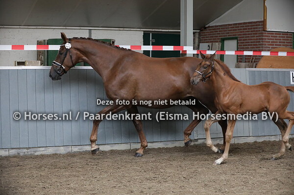 38 Goodheart (Totilas x Boncoeur v. Flemmingh)