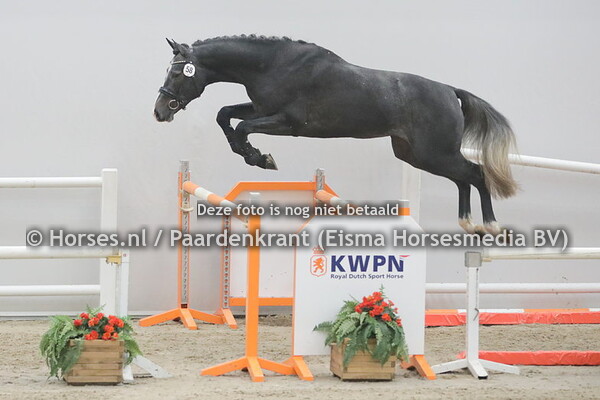 58 Nordamee (Cornet Obolensky x Ciramee v. Quaprice)