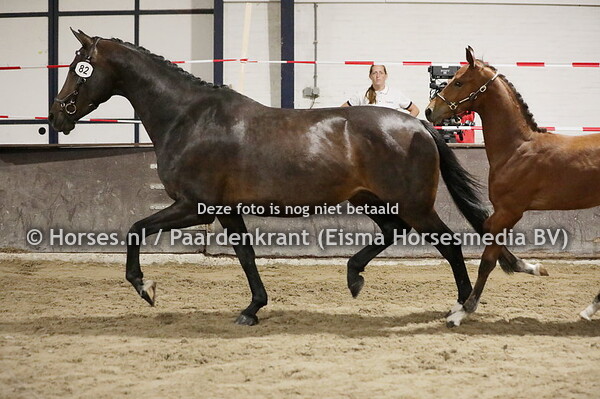 82 Kenza R  (Desperado x Zifra v. Metall)