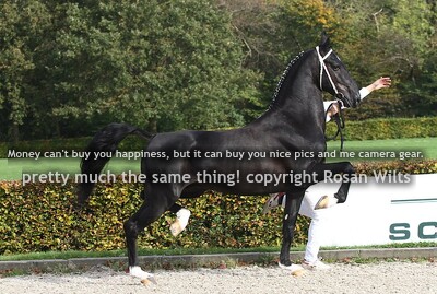 NICOLEI VB  Image HBC x Plain's Black Magic 