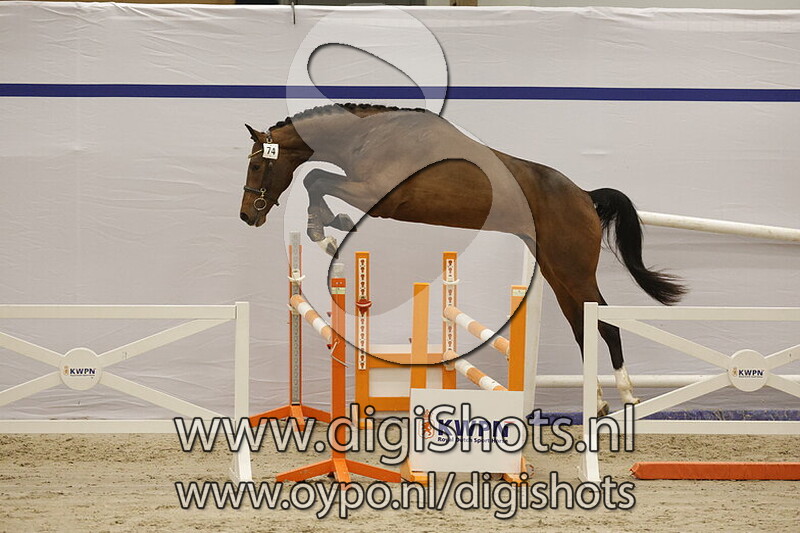 Elf Fepit II van Beek Z v. Elfra van Beek Z