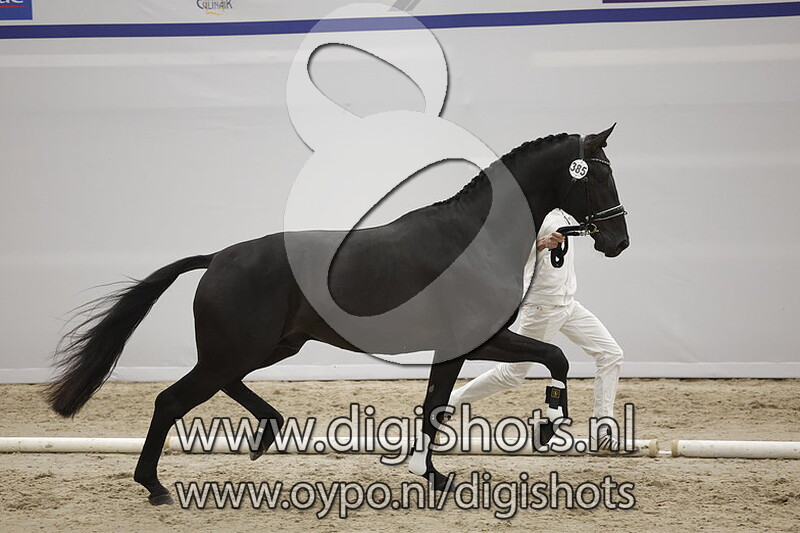 Patchi v. Glock's Toto Jr - 385