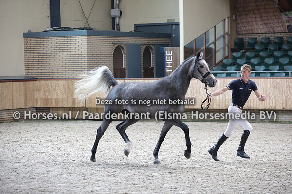 13 Nimara C (Cohinoor VDL x Primara v. Jimtown)