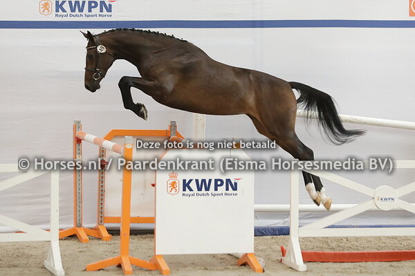 49 Peadonna vd Watermolen (Connect x Geadonna v. Quidaro)