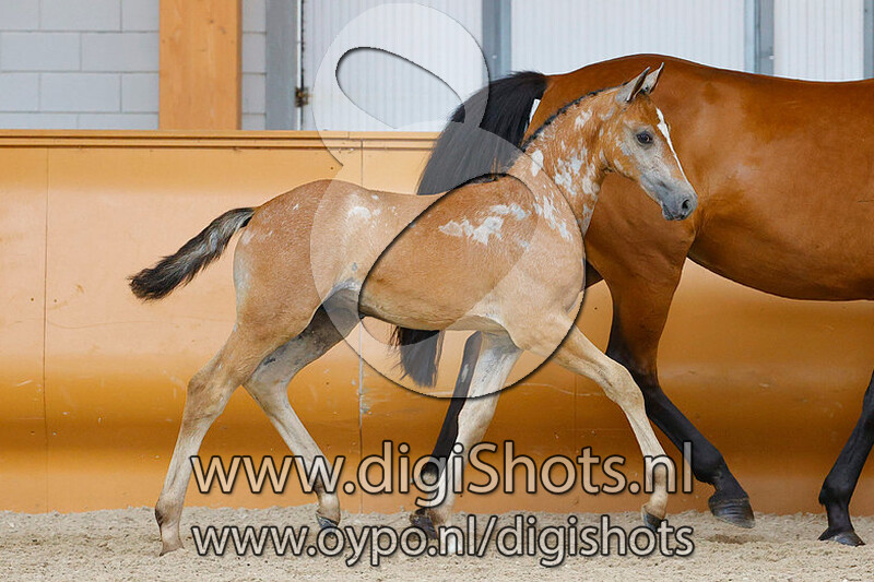 Rocket Blue v. Chacoon Blue