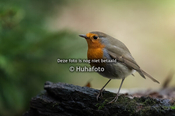 2024-02-13-LICHTENBERG_VOGELHUT