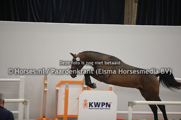 180 Nando VDL (Thunder vd Zuuthoeve x Darco's Rose v. Darco)