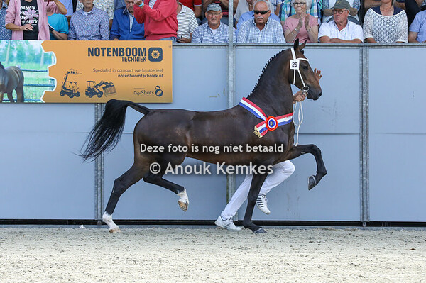 NMK 4 tot 7 jarige Keur Elite Merries 