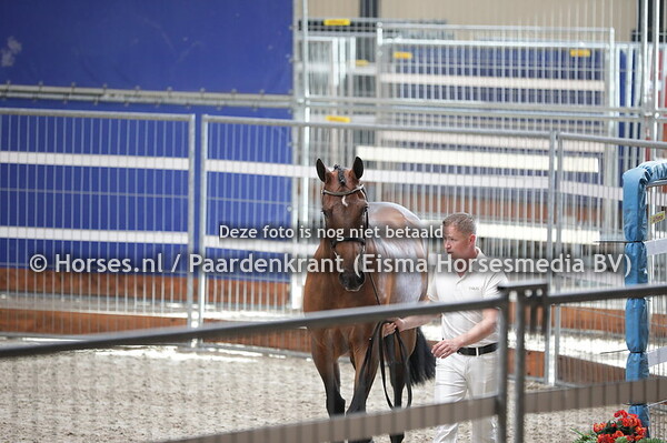 294 Flynn Ve (Sam R x Roxanne-Hune v. Animo)