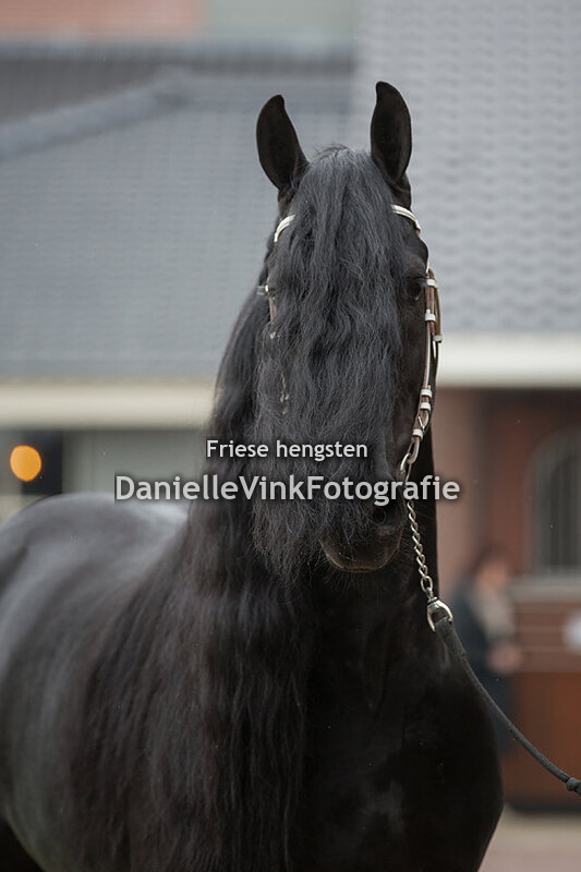 Hengstenshow Lunteren 02-04-2018 - Jouwe 485