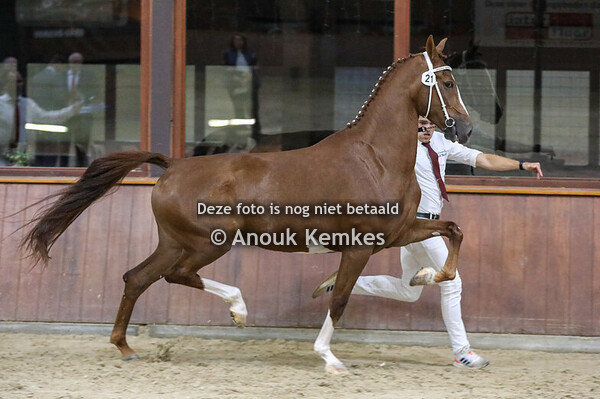 Pederose FS ( Kane BFT x Patijn )