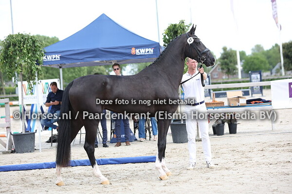 47 Sapphira (Sezuan xn Passionata v. Stedinger)