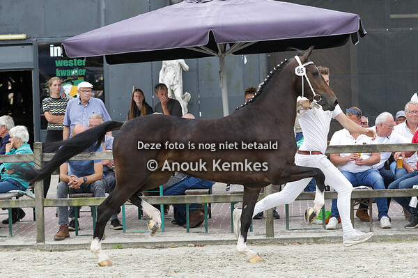 065- RISING STAR HIGHWAY'S DREAM BOY X EEBERT S. ARDESCH, LEMELE 