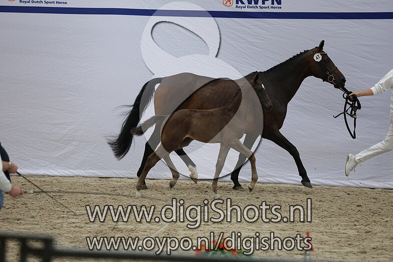 Vigicini v. High Shutterfly