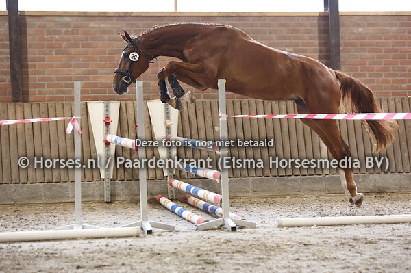 20 Silvana (Monator vd Radstake x Jade v.  Etoulon)