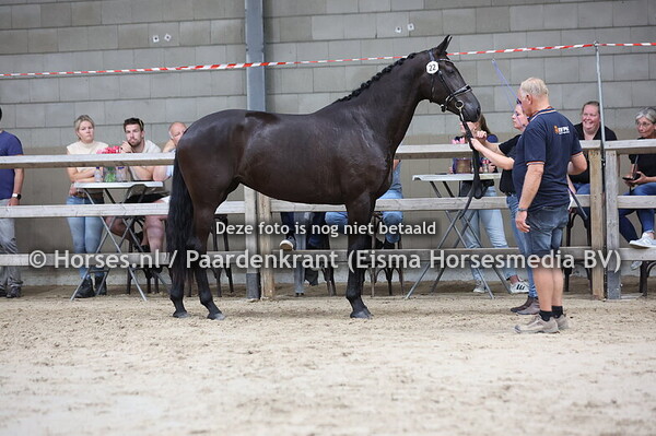 22 Sidra FX (Bordeaux x Nadira Esther SVN v. Vitalis)