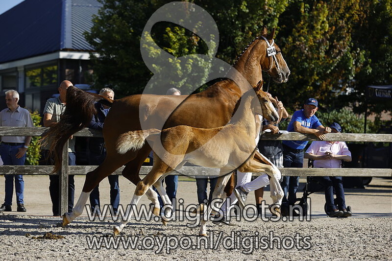 Tornado v. Norking Apple