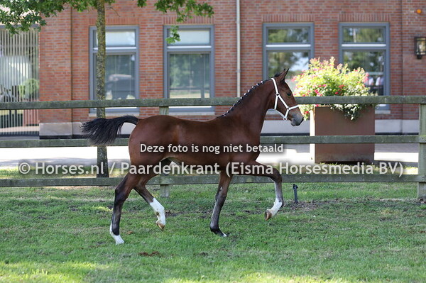 233 Vudini(Oberon x Mudini v. Ditisem)