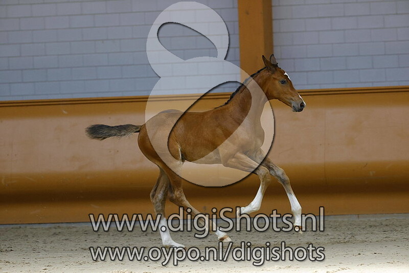 Pride Especiale v. Gaspahr