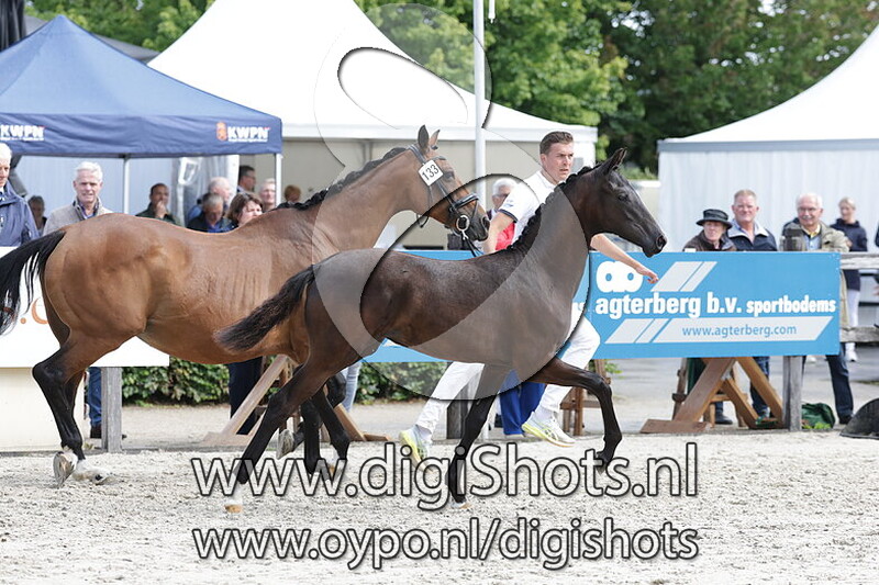 Vita Luna v. Vitalis