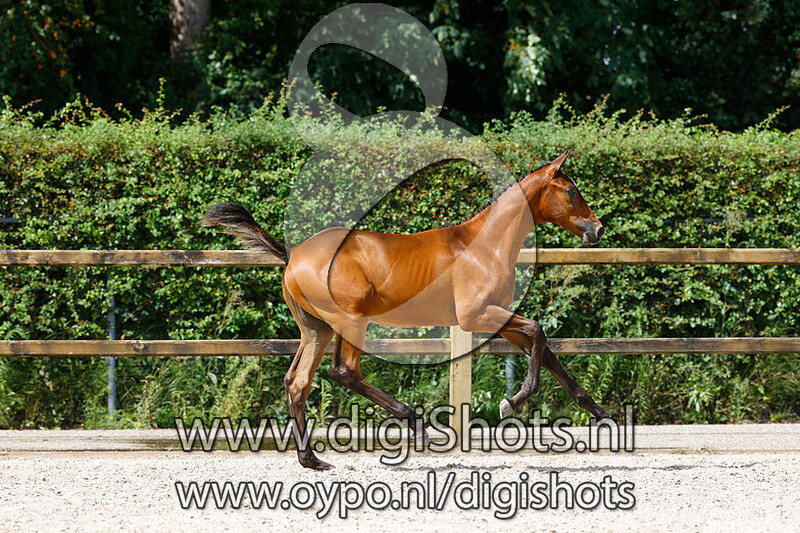 Domian Special MB Z v. Dominator Z