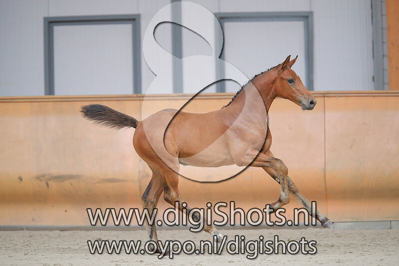 Ohio v. Amadeo van het Vossenhof