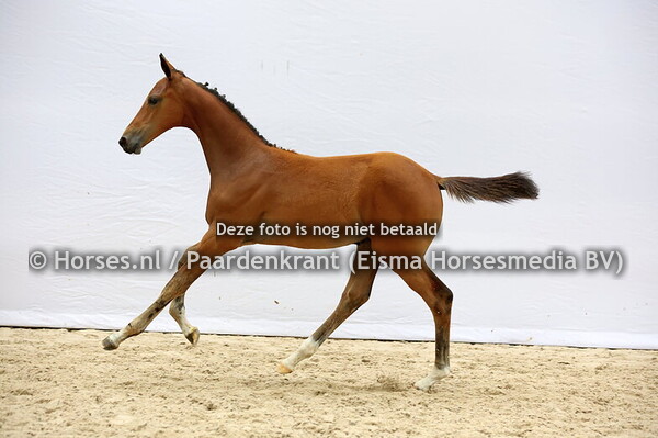 40 Vowyrusa H (Etoulon x Owyrusa H v. Baltic)