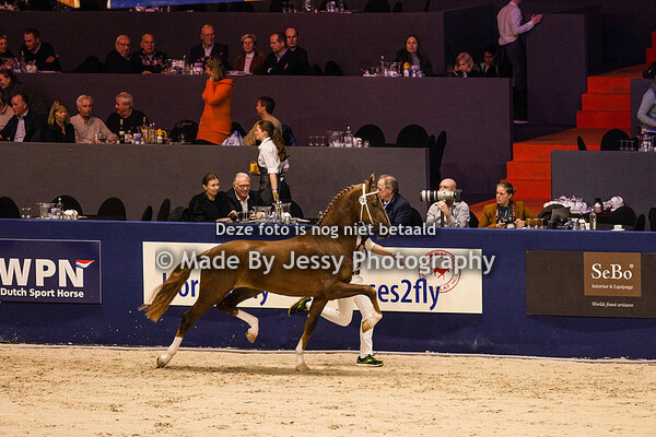 KWPN Hengstenkeuring Tuigpaarden