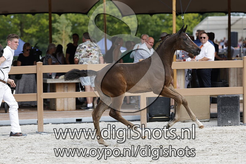 Tommeke VDP v. Grand Slam VDL