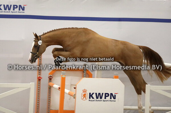 34 Ramazotti (Check In x Balou Lady v. Balou du Rouet)